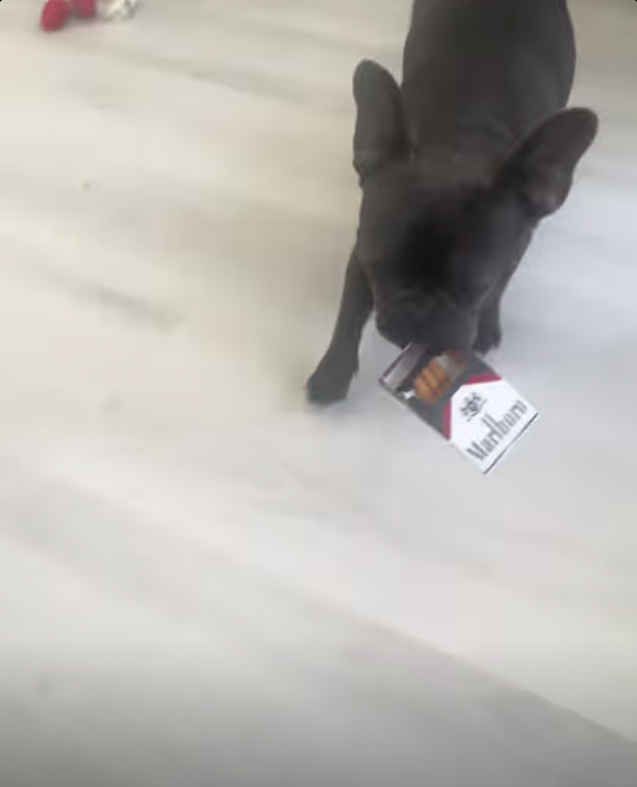 Frenchie Personal Assistant !